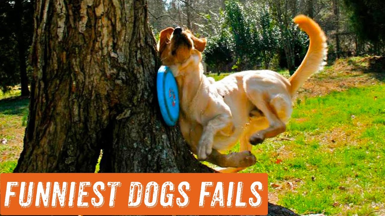 World's Funniest Dog Fails Slow Motion | 9/2018 | Try Not To Laugh Challenge