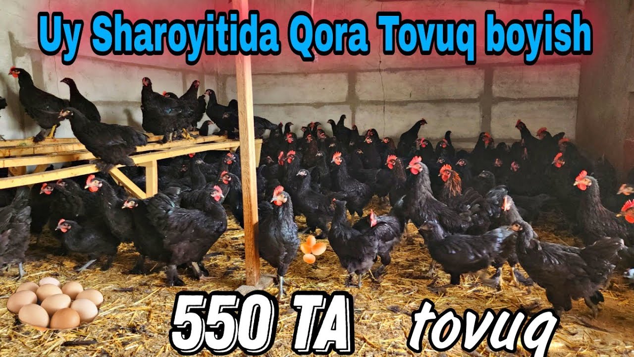 Qora tovuqdan qanday Foyda oladi.   +998903038633 faqat tuxum uchun.