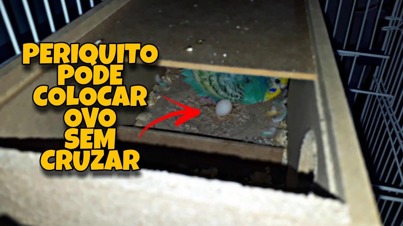 A FÊMEA DE PERIQUITO PODE COLOCAR OVO SEM CRUZAR *PERIQUITO AUSTRALIANO* #PÁSSAROVERDE