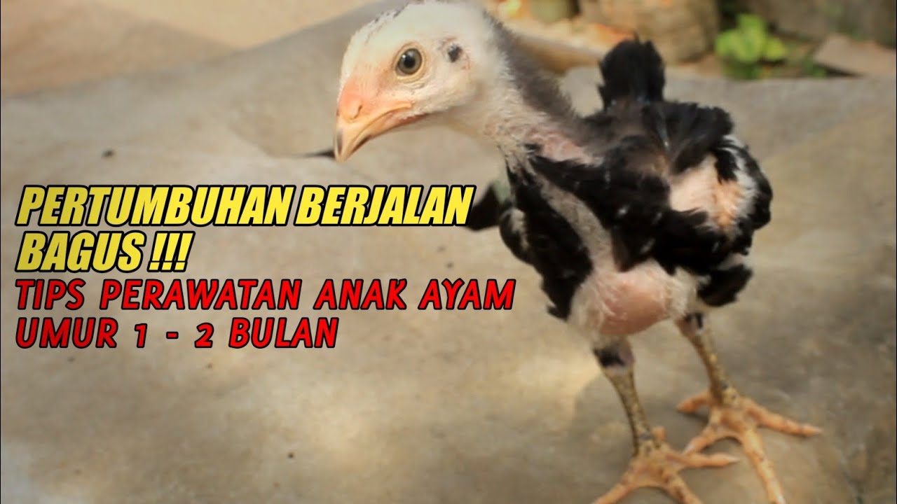 Cara merawat ayam usia 1-2 bulan agar tumbuh sehat & cepat besar