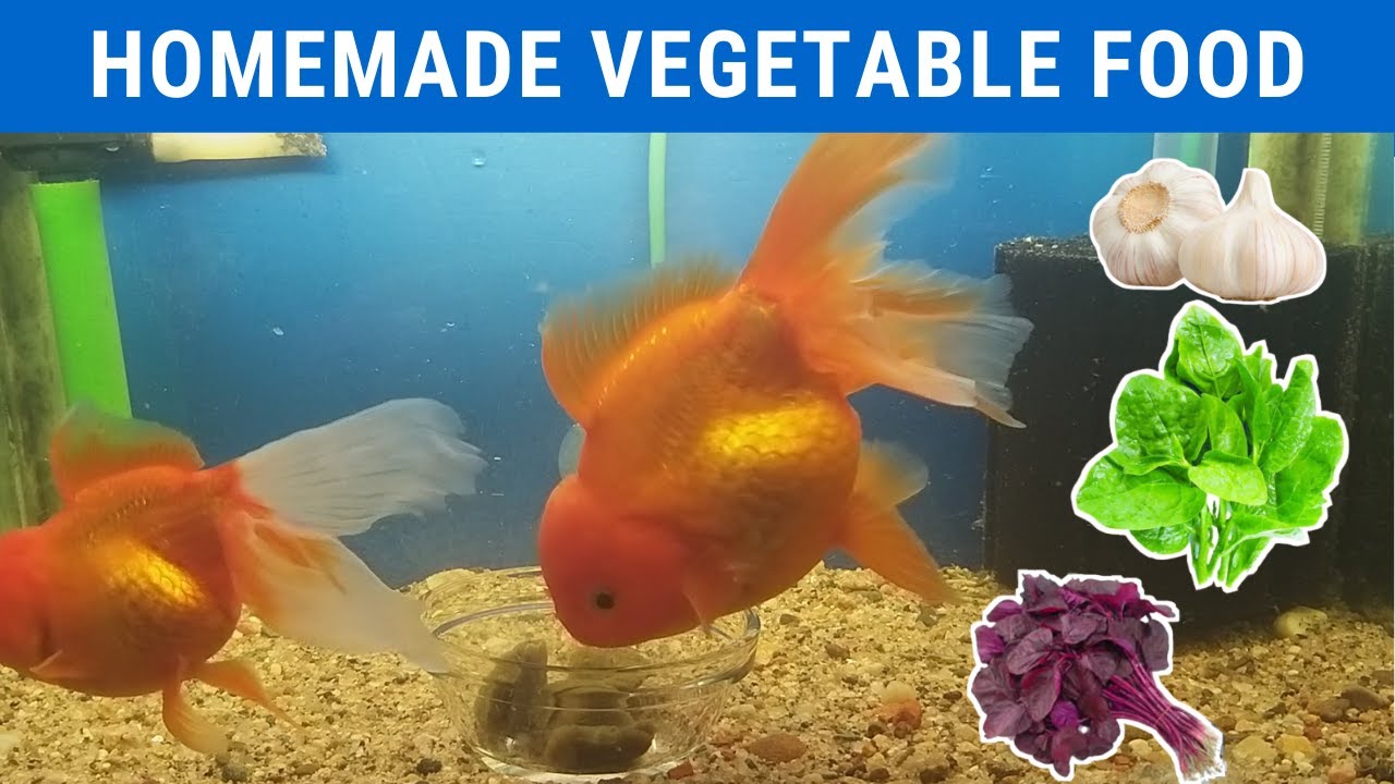 Spinach gel food for goldfish ||  homemade goldfish food || how to make goldfish food ||