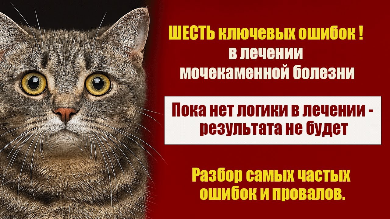 Как вылечить мочекаменную болезнь  у кота. Шесть причин почему это не получается.