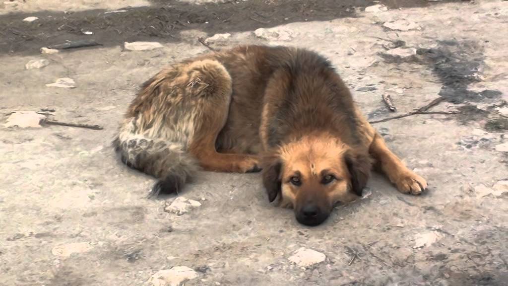 Pescuit la sabita pe Dunare la Corabia 28-02-2015