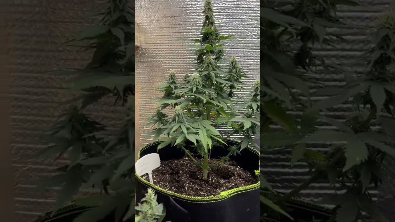 #MarsHydro Grow tent and TS1000#indoorgrow #shorts
