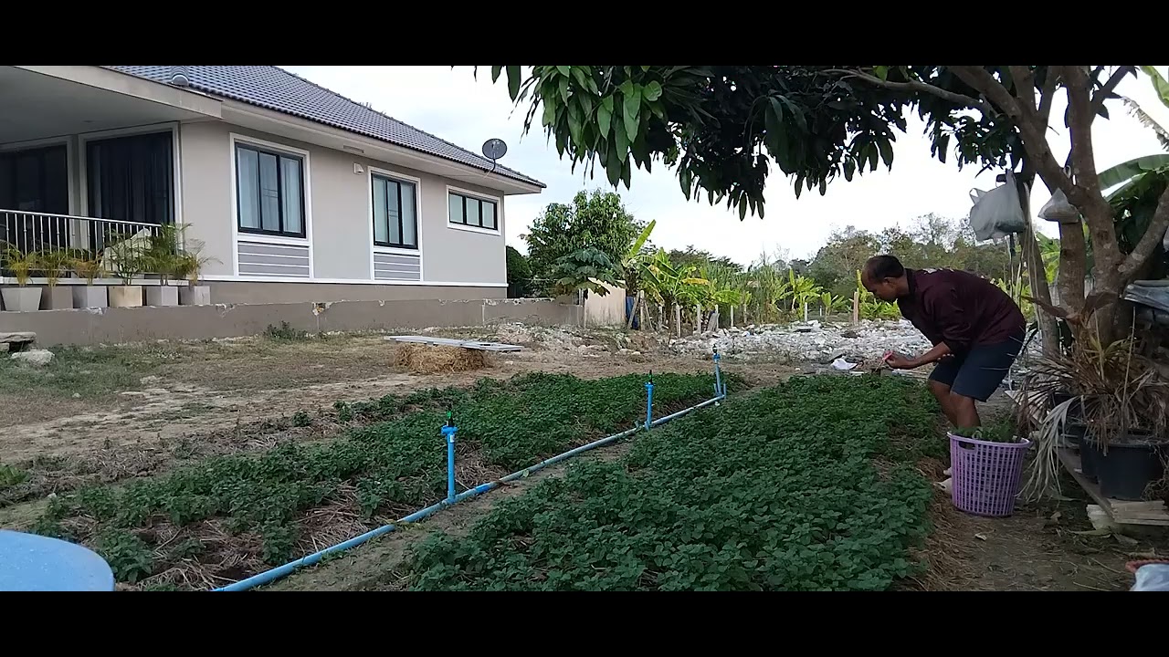 ผลผลิตออกแล้วครับ