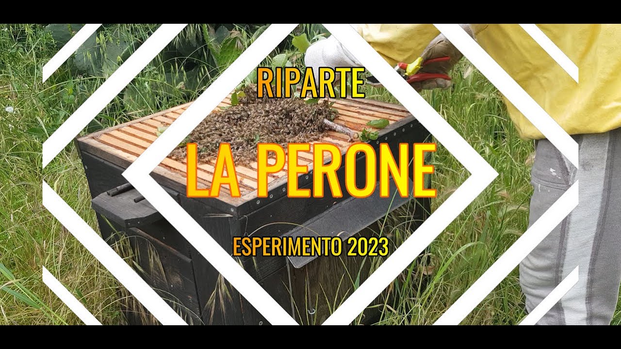 ARNIA PERONE 2023 RIPARTE LA SPERIMENTAZIONE apicoltura naturale Leonardo top bar