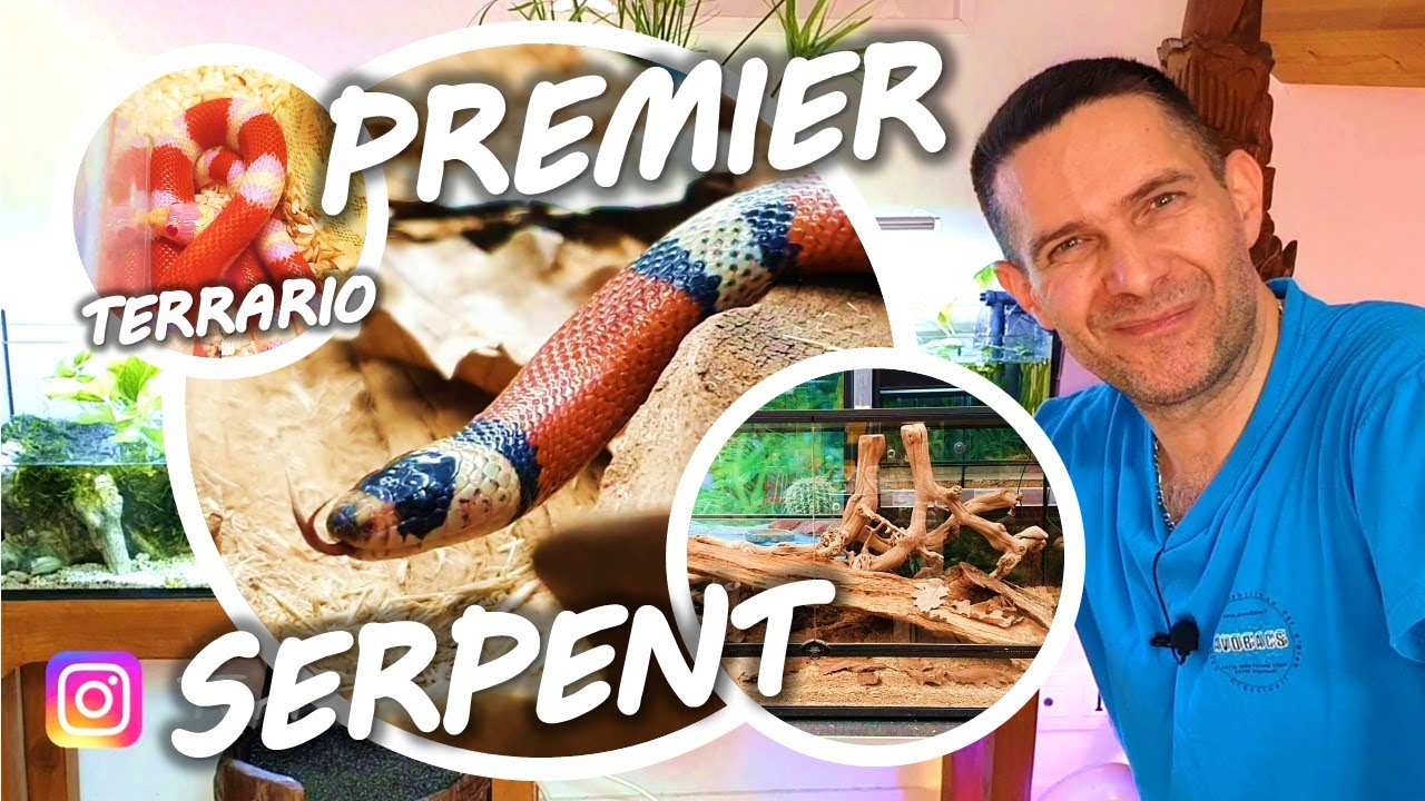 TUTO LAMPROPELTIS et Serpent des blés