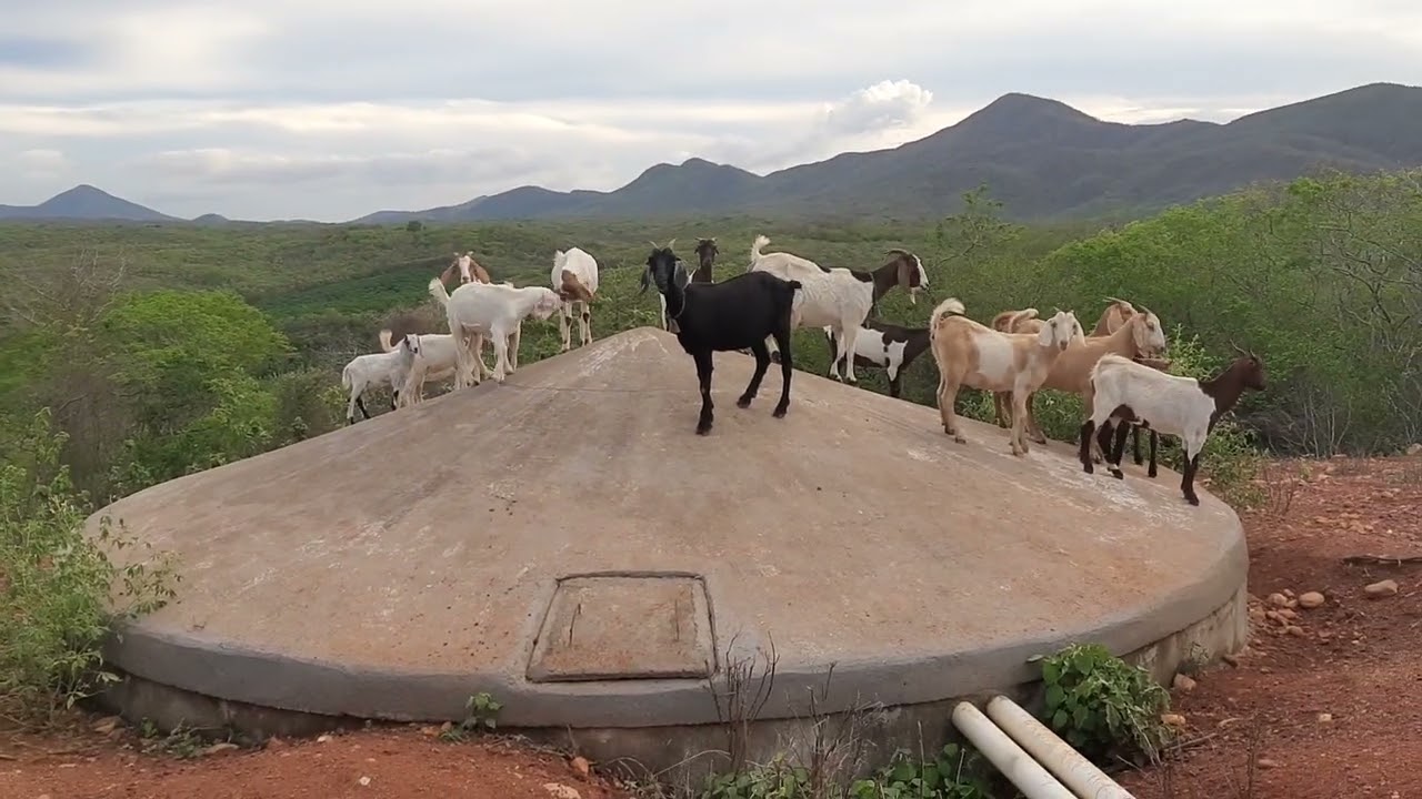 O Sertão 🌵, e as cabras.🐐#vidanaroça 