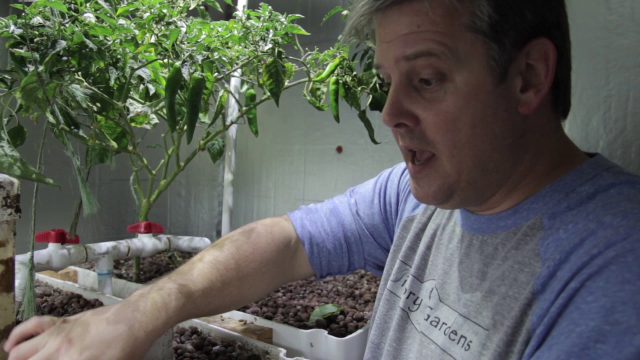 Growing Food in a Small Aquaponics System in a Suburban Garage
