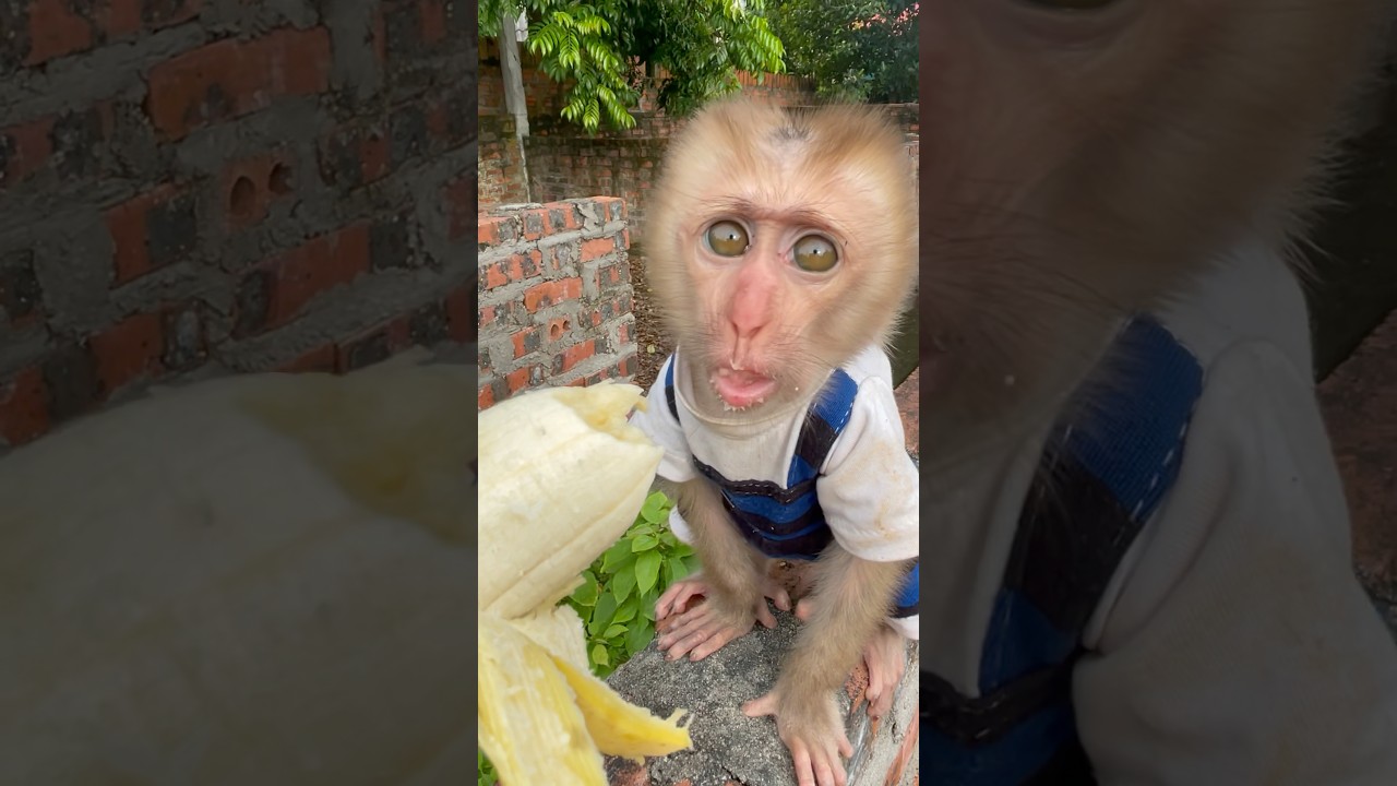 Bibi likes to eat bananas🍌