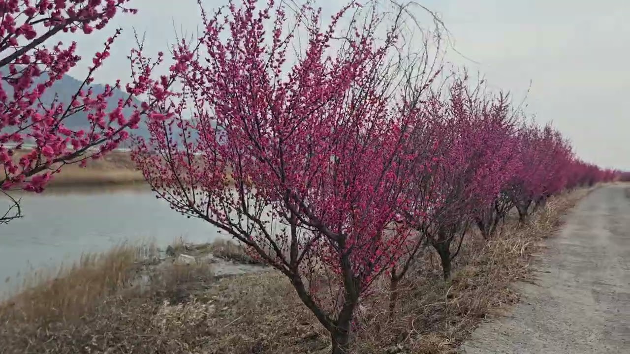 2026년 3월 4일   촬영지 전남 광양시 진상면 홍매화 입니다 촬영:나팔맨 