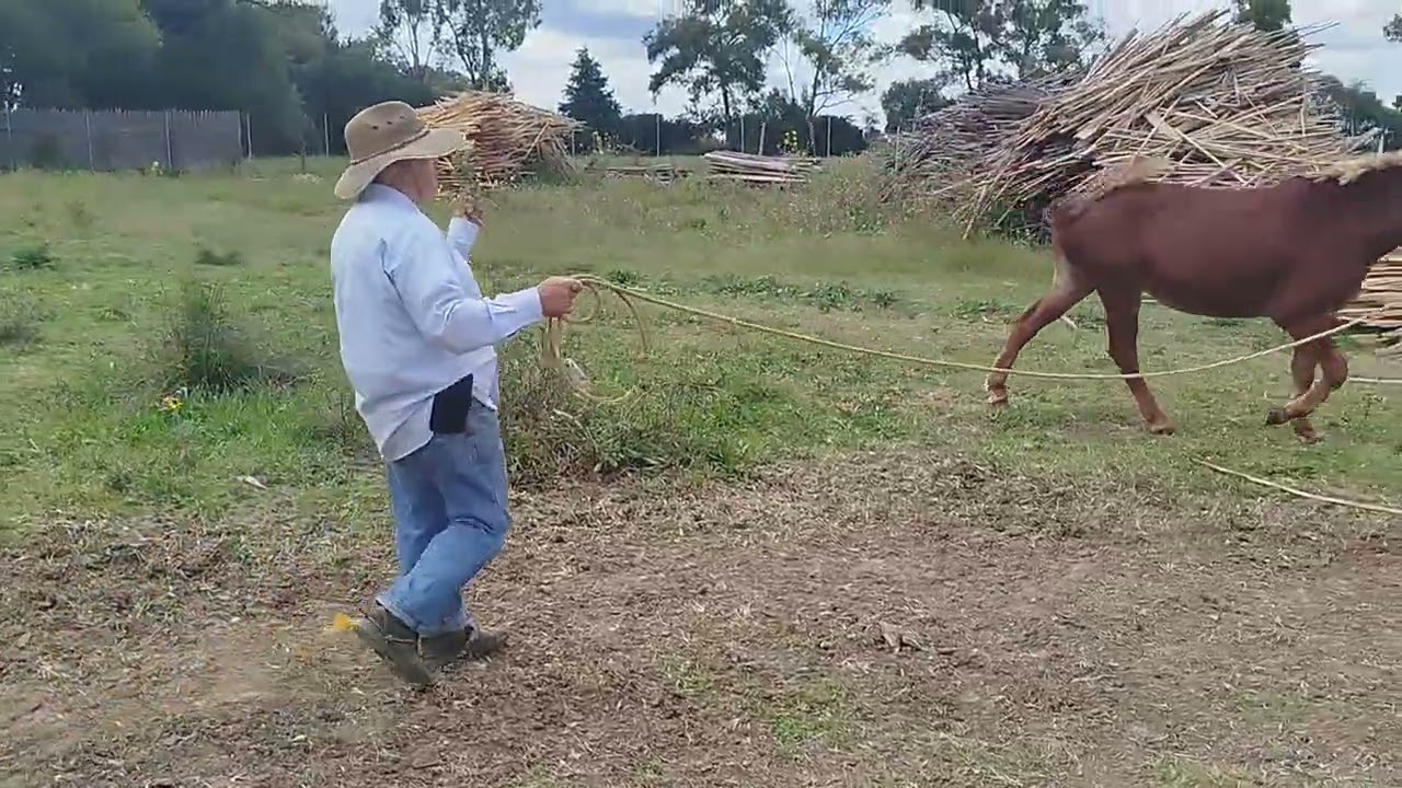 Inicios de picadero y acercamiento a mula cerrera
