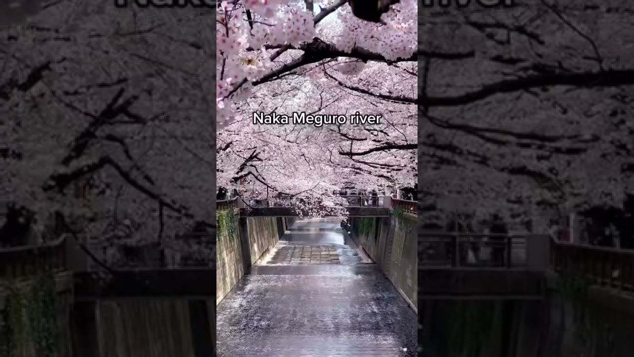 The best cherry blossom spots in Tokyo🌸 #shorts #japan