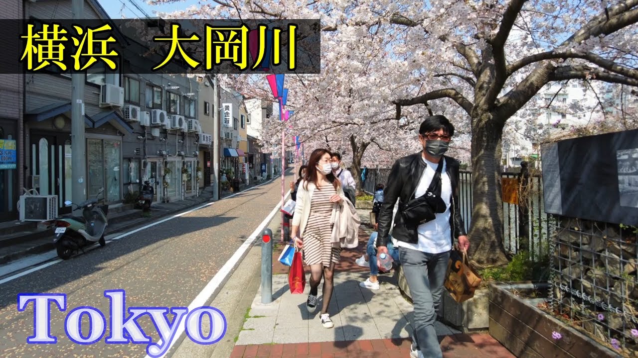 大岡川・桜　Tokyo Walking 🌞4K　Yokohama　Cherry Blossoms　　Japan🎧HQ Binaural　横浜橋通・阪東橋　（横浜市・中区、南区）　睡眠用・東京散歩