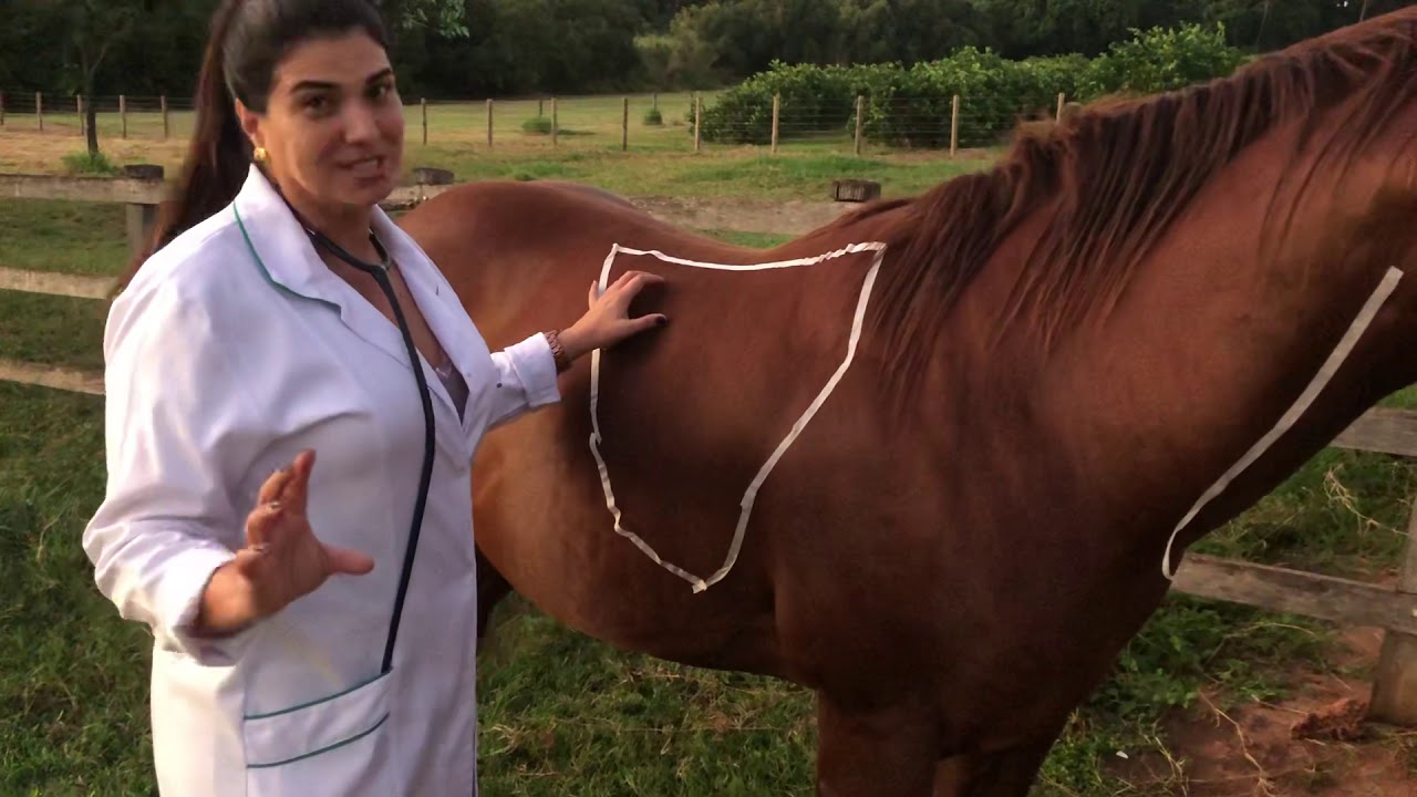 Semiologia Sistema Respiratório em Equinos - parte II