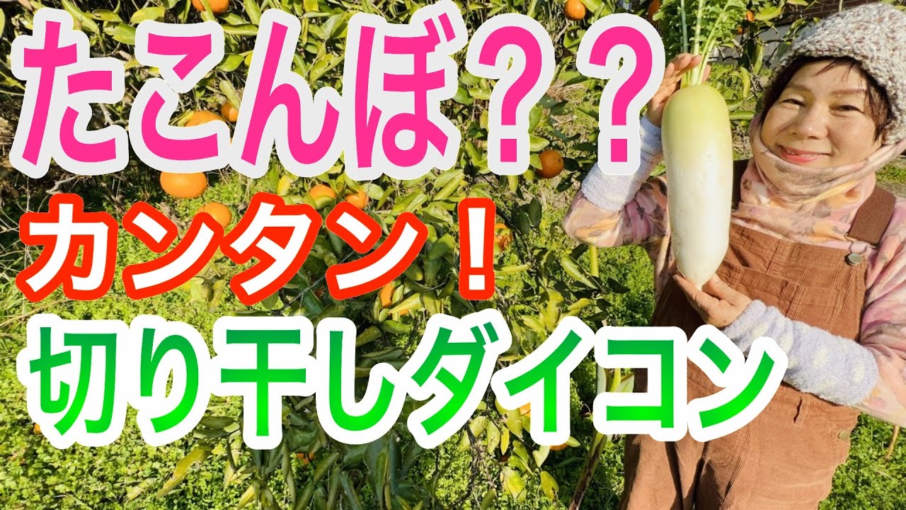 切干しダイコンを作ります。切干しダイコンにすると栄養価が何倍にもなります。