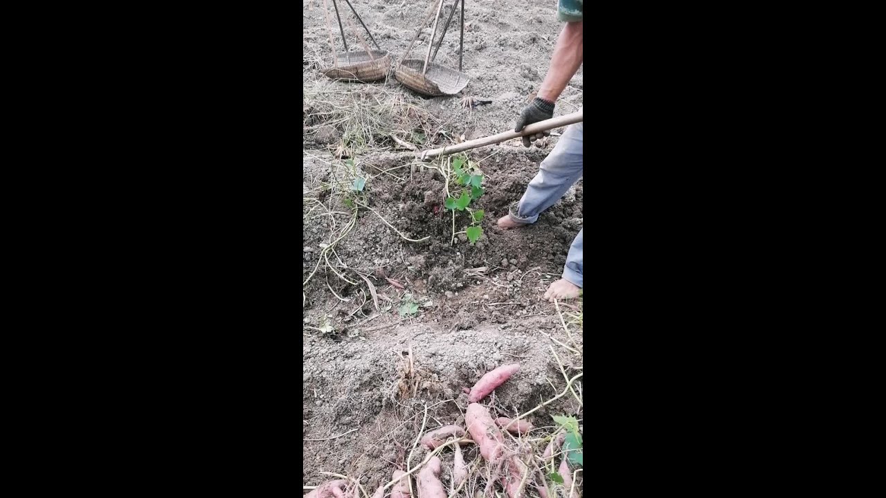挖红薯了