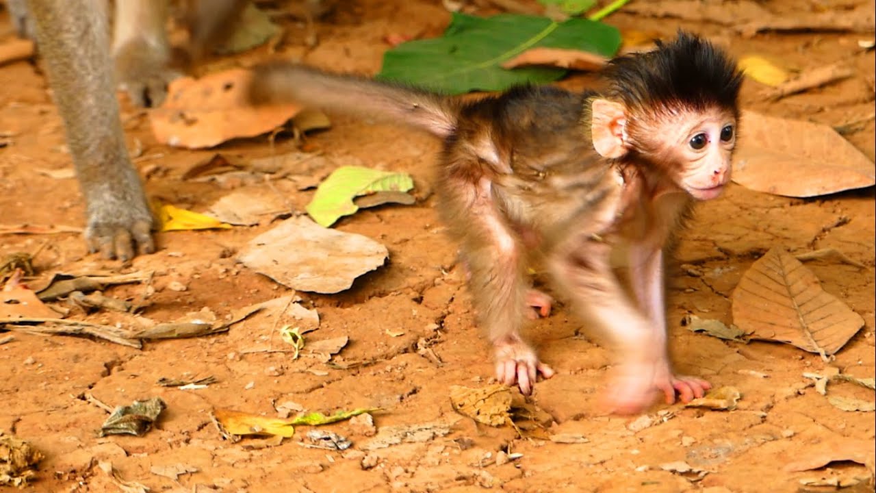 Newborn baby monkey learn to walking step by step