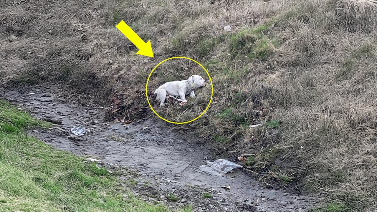 Beside His Lost Mate, The Dog Collapses In Despair, Still Believing She’ll Wake Up