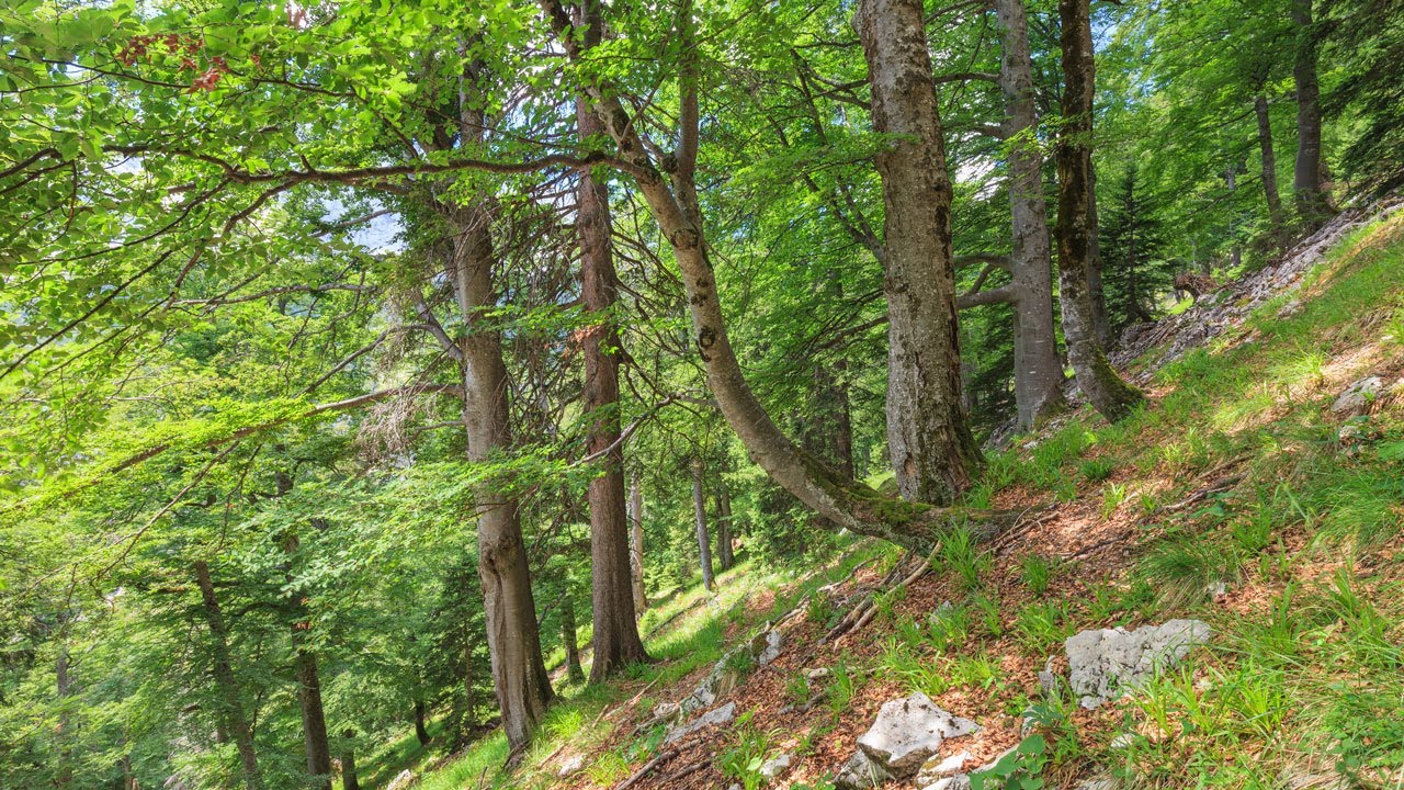 World Natural Heritage Ancient & Primeval Beech Forests of the Carpathians & Other Regions of Europe