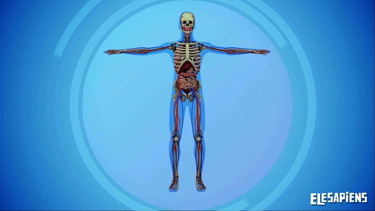 LOS SISTEMAS DEL CUERPO HUMANO