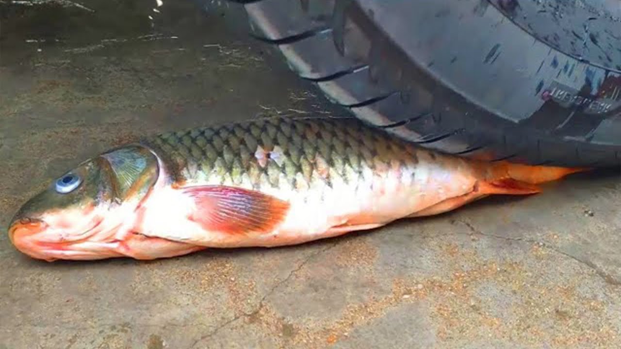 Crushing Crunchy & Soft Things by Car! - EXPERIMENT Car vs Fish Herring.