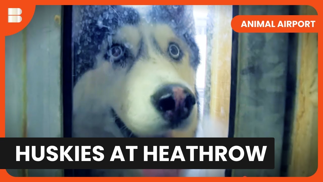 Penguins at Heathrow - Animal Airport - S03 EP01 - Animal Documentary