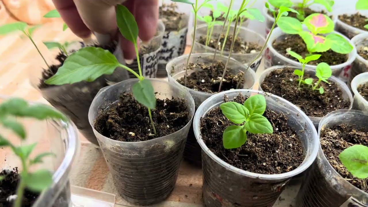 ПОКАЗЫВАЮ КАК ВЫГЛЯДЯТ ПЕТУНИИ🌸, КОЛЕУСЫ ИЗ СЕМЯН, ПЕРЦЫ🌶️ 🫑, ТОМАТЫ🍅,БАКЛАЖАНЫ 🍆.