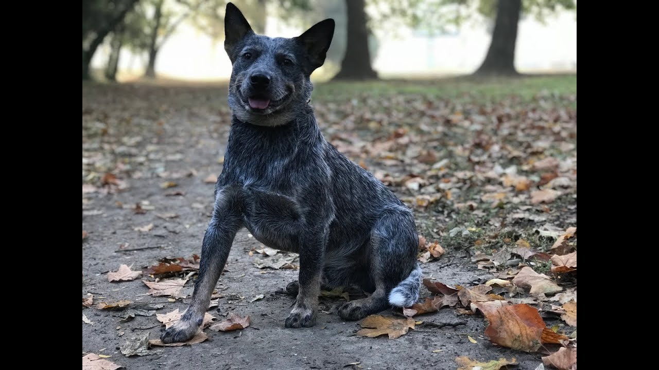 Как да науча кучето си на 