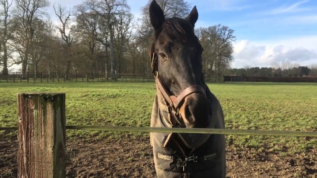 Le retraité Cape Cross dans son paddock à Kildangan Stud