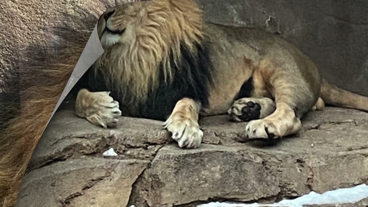 Photography Album of Denver Zoo 6 (2026)