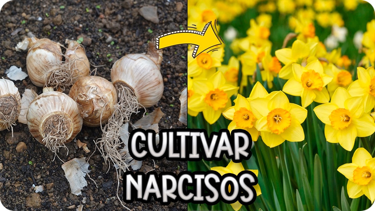 NARCISOS : Todo lo que necesitas para plantar y cultivarlos en maceta y jard&iacute;n
