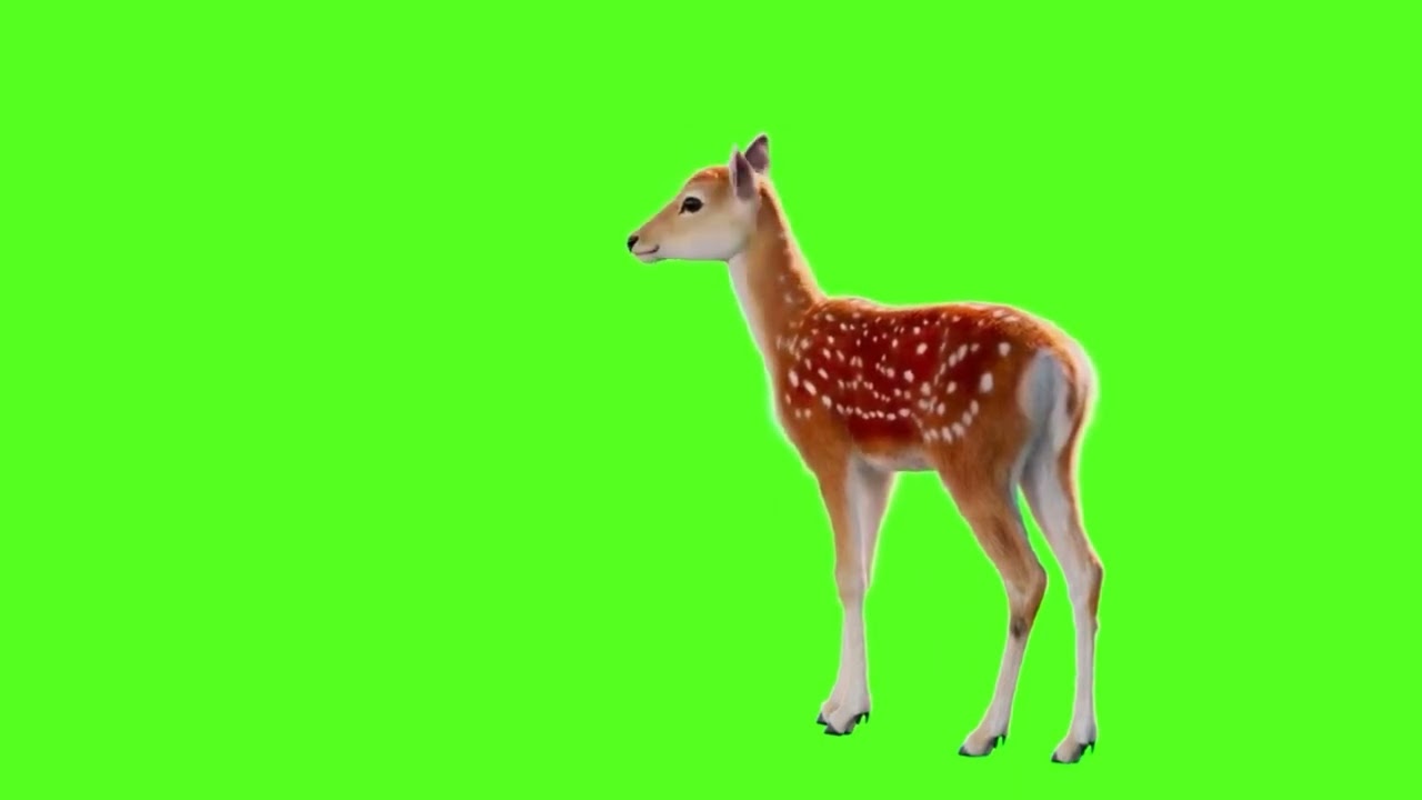 Deer Green Screen video | Deer Copyright Free Green Screen Video  | GreenScreen World