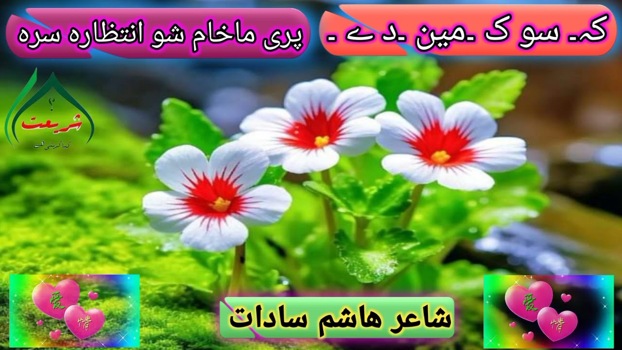 ستڑے شپونکے دے آرام اخلہ لہ چینارہ سرہ دشاعرھاشم سادات صیب ڈیر خآ شاعری خآ ئستہ ترانہ