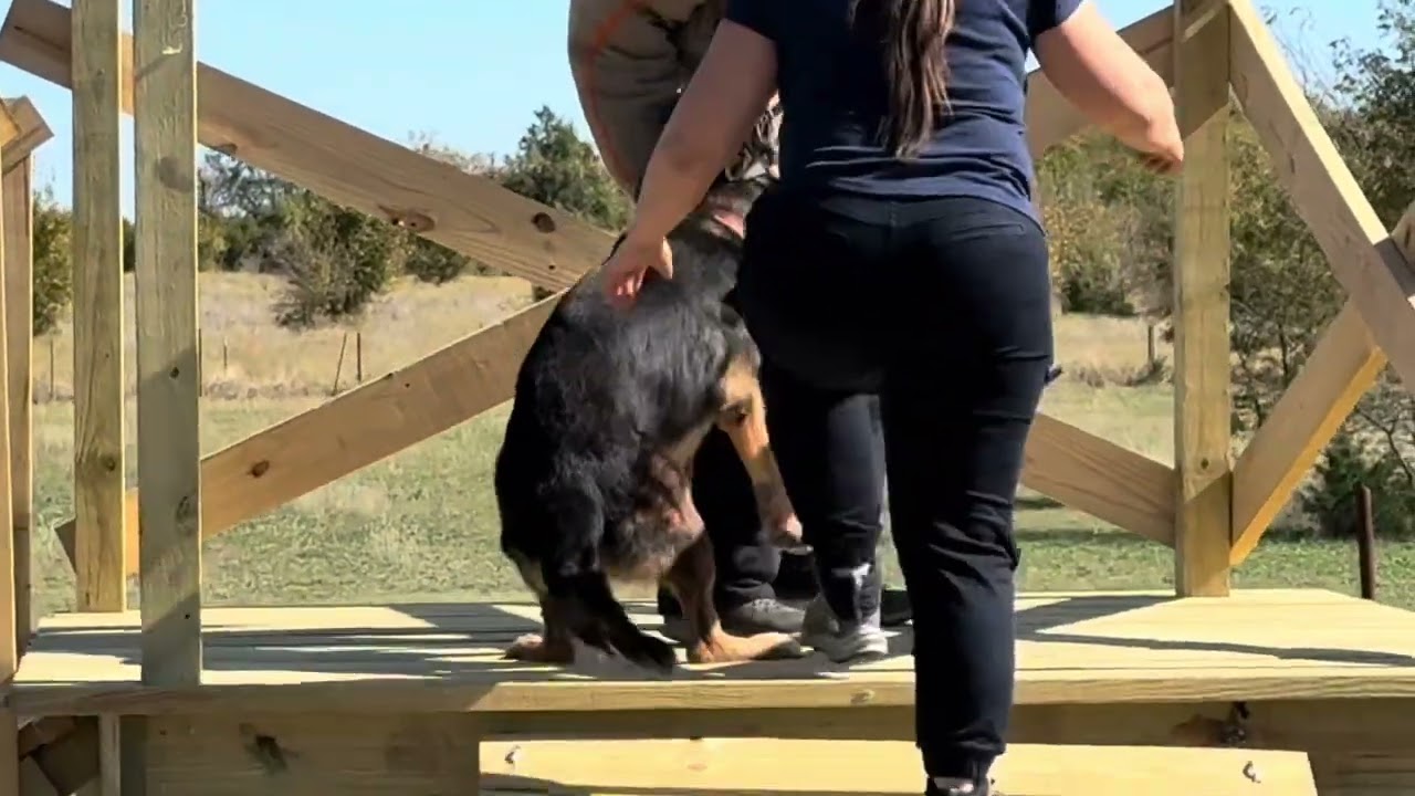 Family and Personal Protection Dog-German Shepherd in full power bite action 