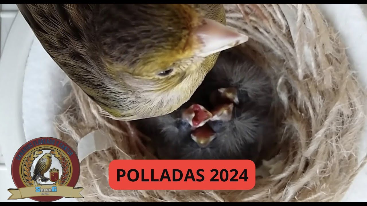 P O L L A D A S  #CRÍA2024SALVAG