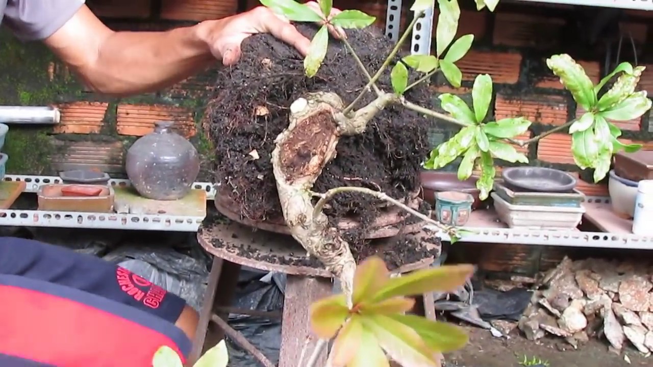how to create a bonsai tree ,bonsai waterfall design