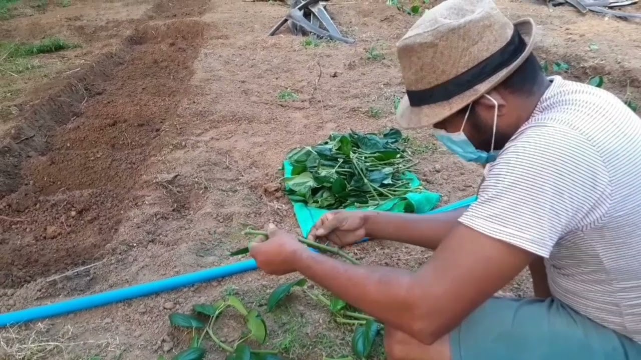 අපනයනය සදහා බුලත් වගාවක දළු සිටුවීම