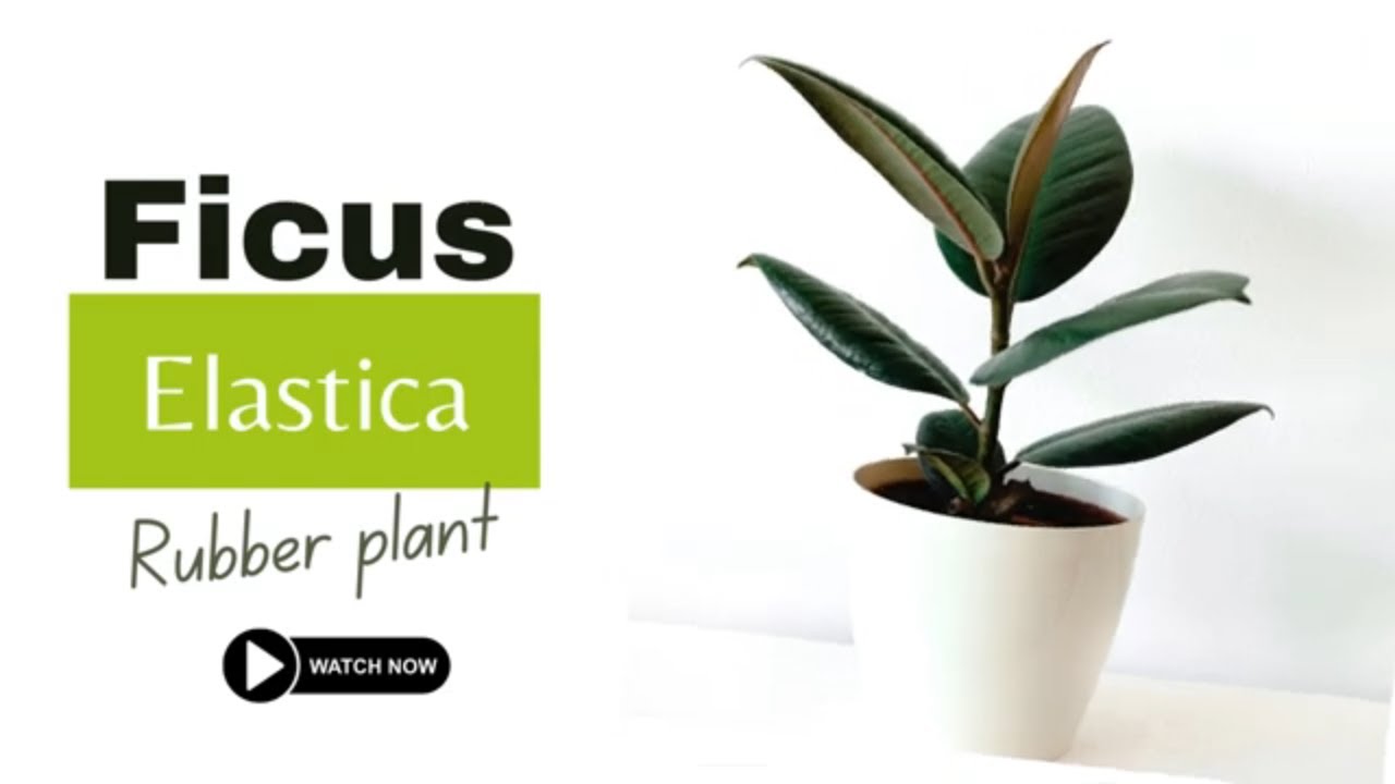 Rubber Plant | Ficus Elastica | Types of Ficus Plants