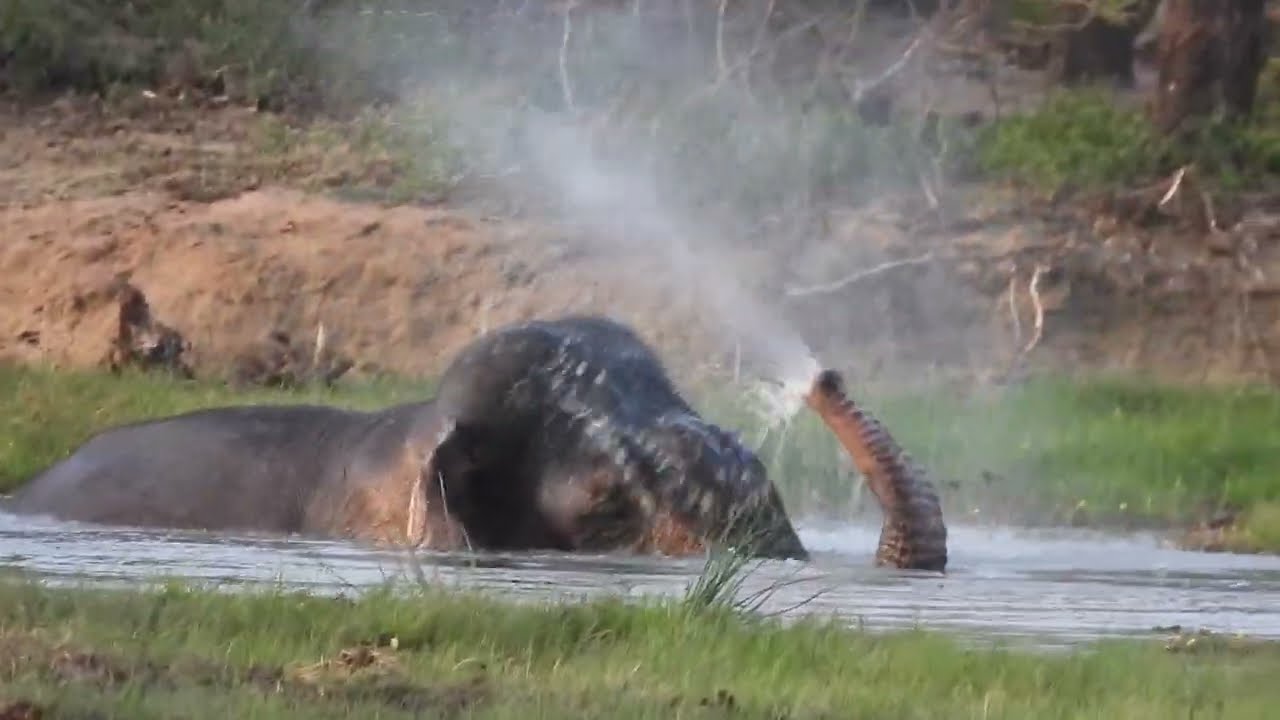 Wild Elephants Fun #animals #wildelephant #wildlife #travel #elephantworld #elephant #travel #nature