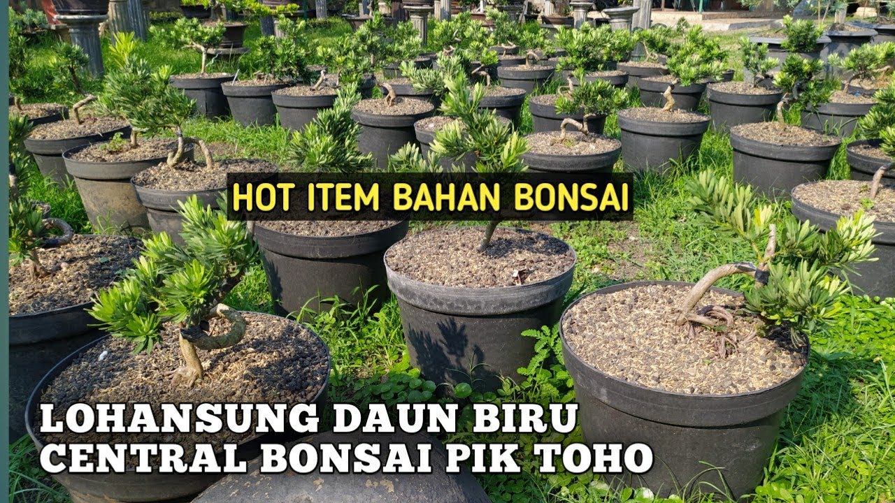 Bahan Bonsai Lohansung Daun Biru Limited Edition Di Sentra Bonsai Toho