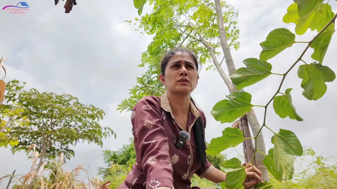 Hamare mango trees khatre me hai abhi kya hoga 