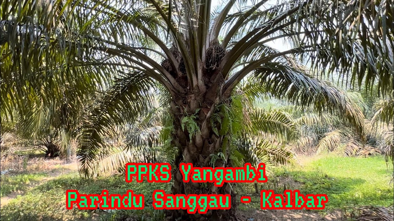 Berkunjung Ke Blok PPKS Yangambi - Parindu Kebun Mas Widi Agri