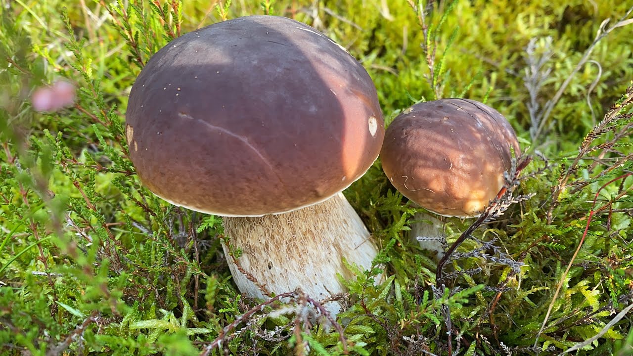 เก็บเห็ดเผิ้งหวานฟินๆๆอีกแล้ว # มีแต่ดอกสวยๆๆ # สุดยอดความหมาน # Picking porcini mushrooms.26/10/22.