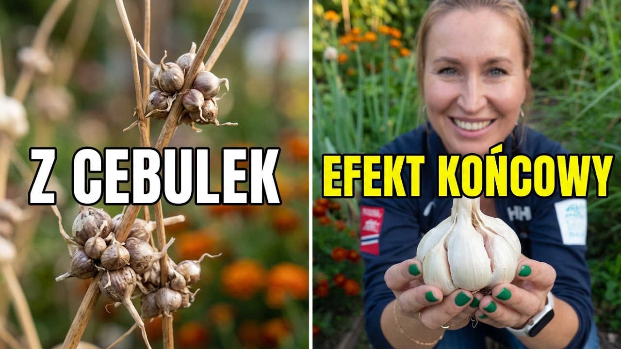 Trochę inne metody uprawy czosnku / czosnek słoniowy i inne