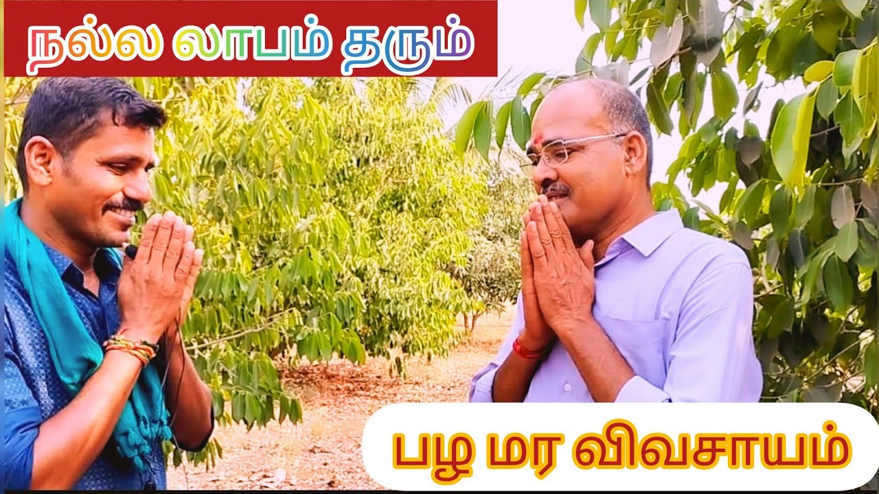 பல்லடம் கோடாங்கிபாளையம் ஆடிட்டர் அண்ணன் அவர்களின் பழ மரக்காடு#ஆர்கானிக்