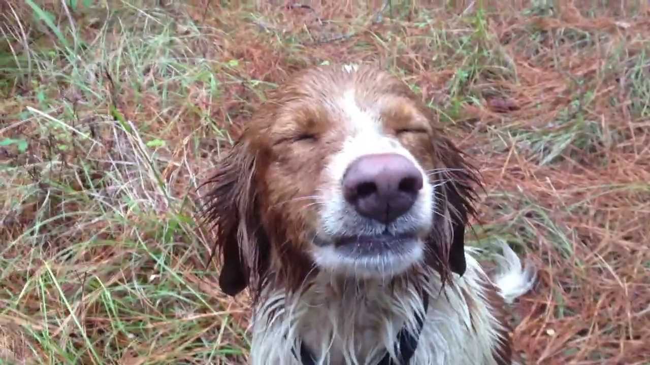 Troublemaker dogs