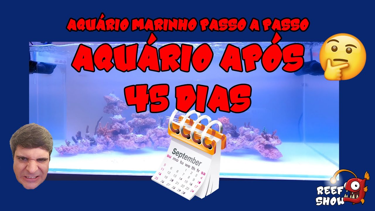 Como está o AQUÁRIO APÓS 45 DIAS? - Aquário Marinho Passo a Passo #15