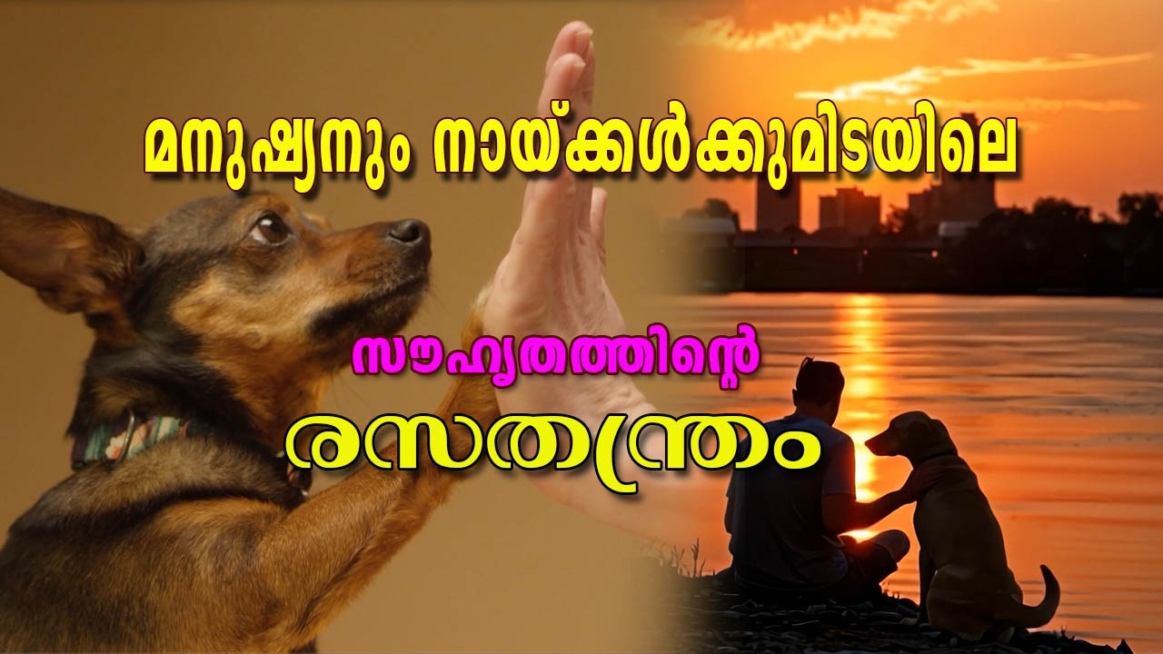 17500 വര്ഷംമുന്പ് ചെന്നായ്ക്കളും വേട്ടക്കാരായമനുഷ്യരും തുടങ്ങിയ ബന്ധമാണ് ഓമനകളായ ഇന്നത്തെനായ്ക്കള്‍