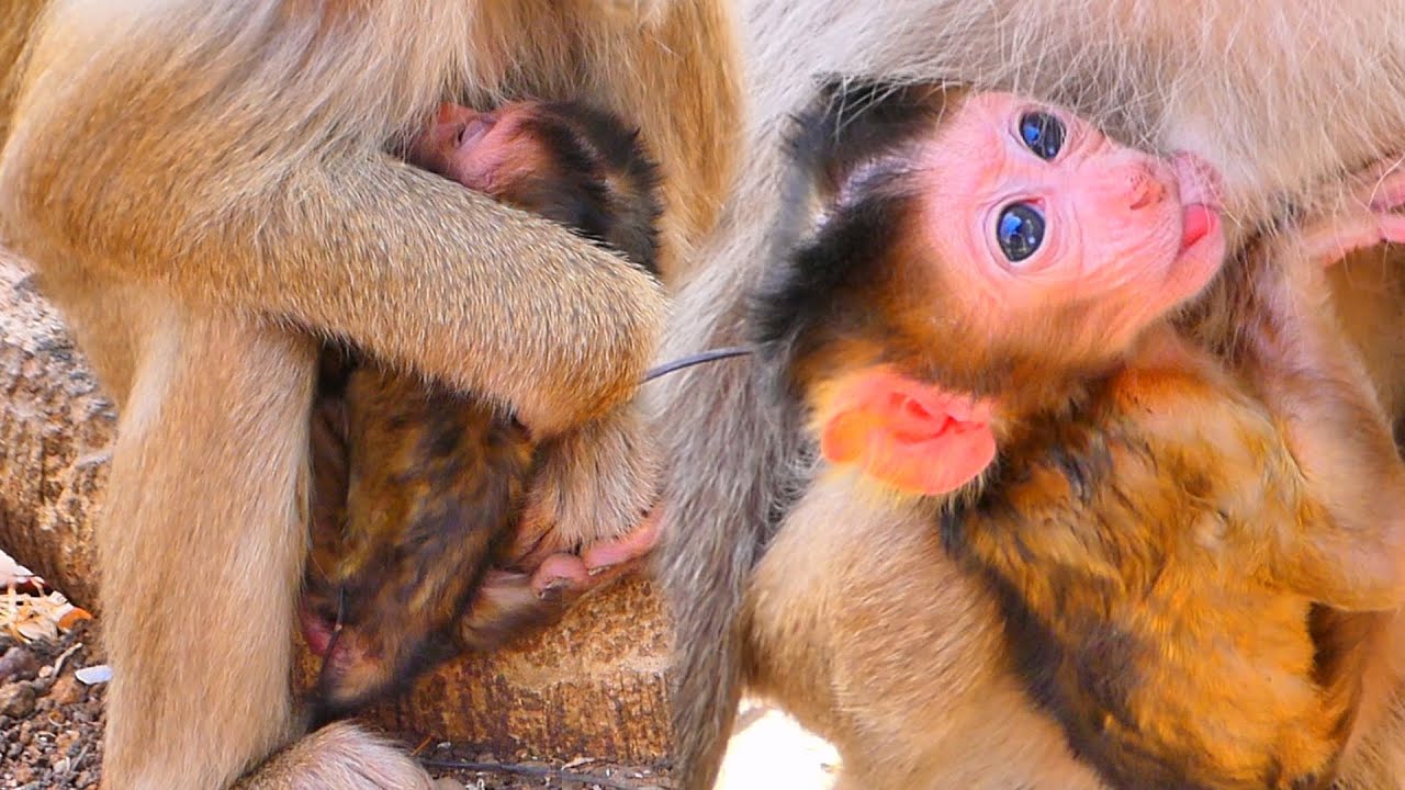 Gentle Moment — Mama Monkey Resting While Newborn Stays Close 🐒💛